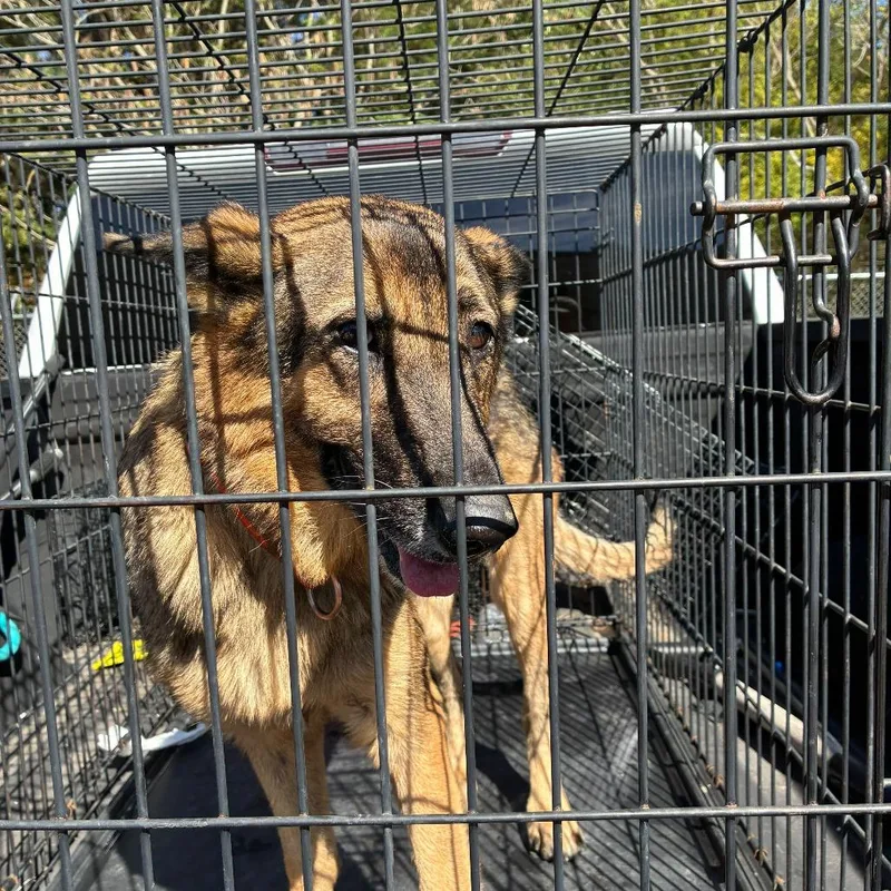 An adult medium-sized male Brown / Chocolate German Shepherd Dog dog named Chief for adoption in Gadsden, AL