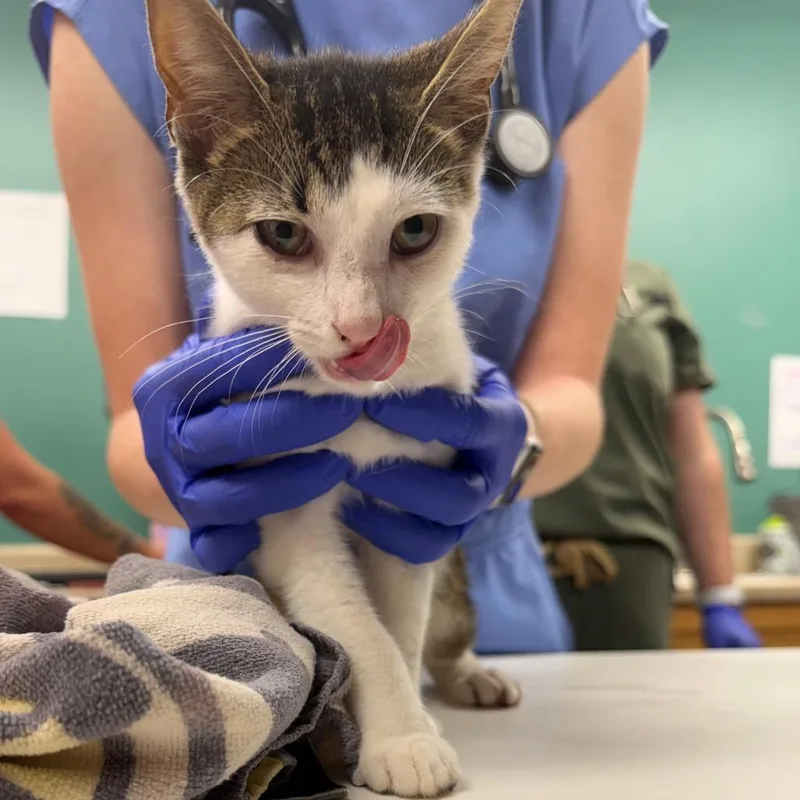 A young small-sized female Domestic Short Hair cat named Cheese Stick for adoption in Starkville, MS