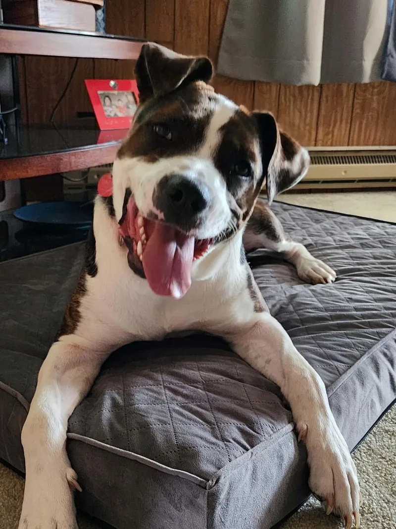 Daco