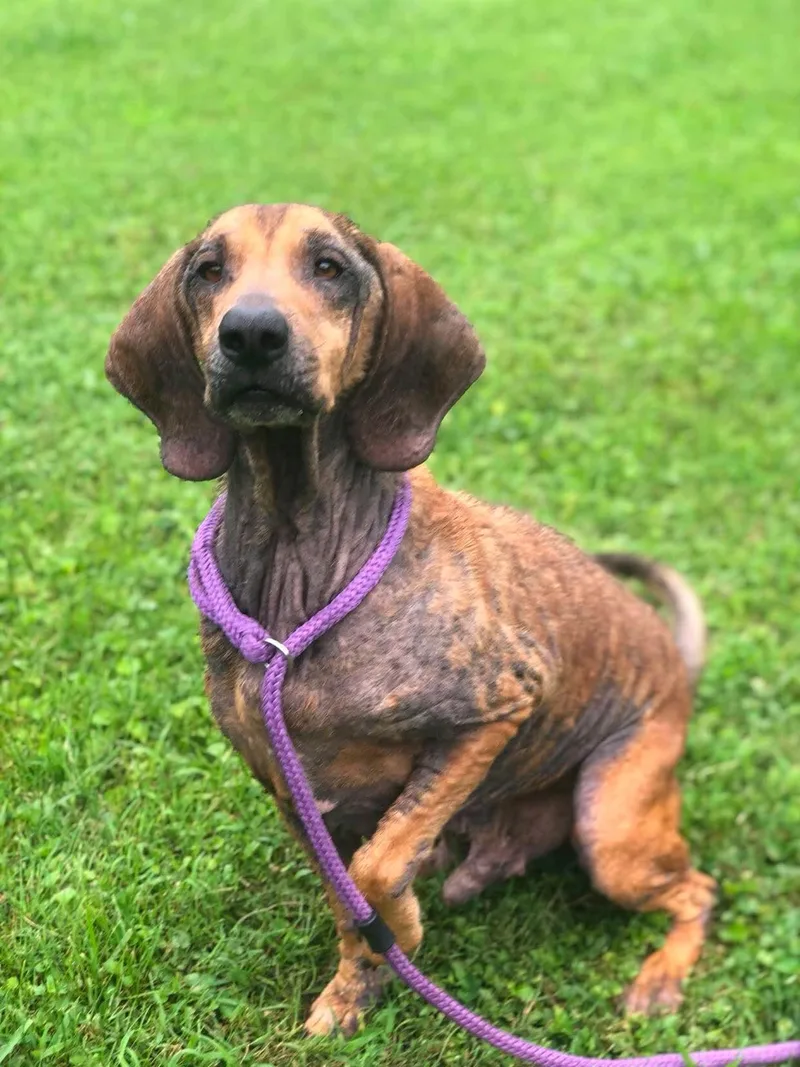 An adult large-sized male Hound dog named Eeyore for adoption in Elkins, WV