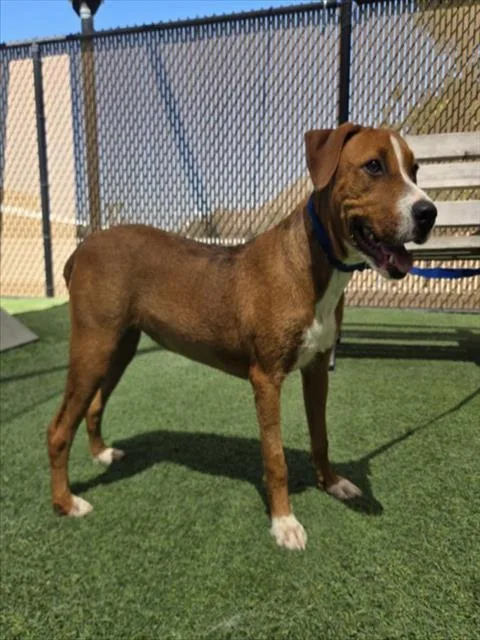 A baby medium-sized female Terrier dog named Whitney for adoption in Norco, CA