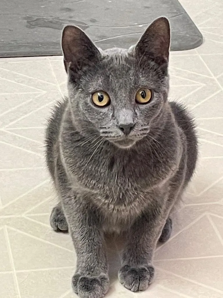 A baby small-sized male Russian Blue cat named Vash for adoption in Newaygo, MI