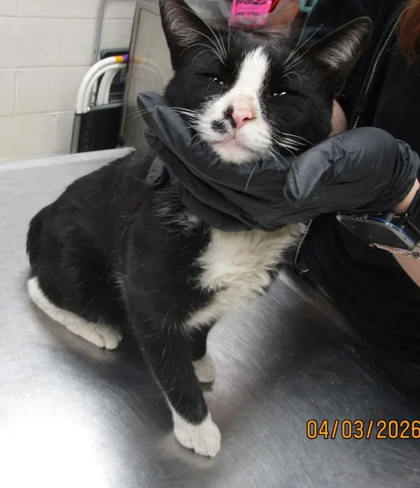 An adult medium-sized male Domestic Short Hair cat named Snoop for adoption in Marietta, GA