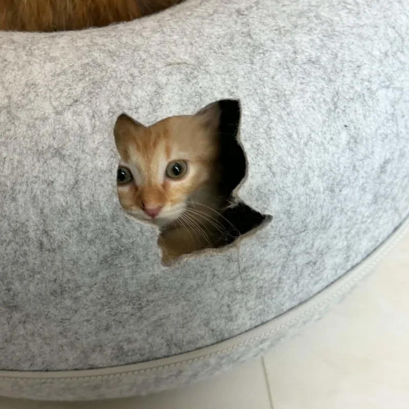A baby medium-sized male Orange / Red Domestic Medium Hair cat named Elmo for adoption in Fairborn, OH