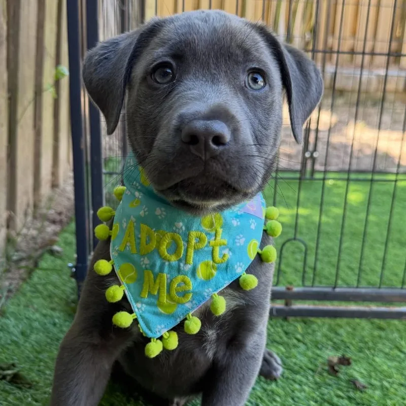 A baby medium-sized male Gray / Blue / Silver Labrador Retriever dog named Laskow for adoption in Griswold, CT