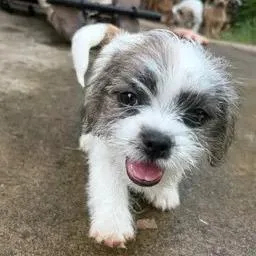 A baby small-sized male Maltese dog named Pea for adoption in Winder, GA