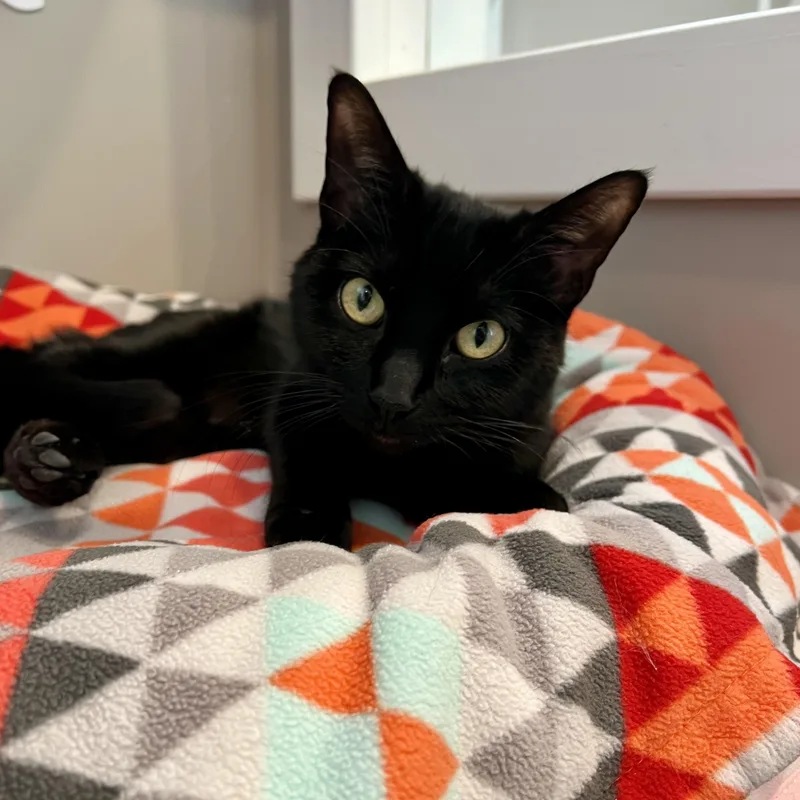 An adult medium-sized female Black Domestic Short Hair cat named Libby for adoption in Jamestown, ND