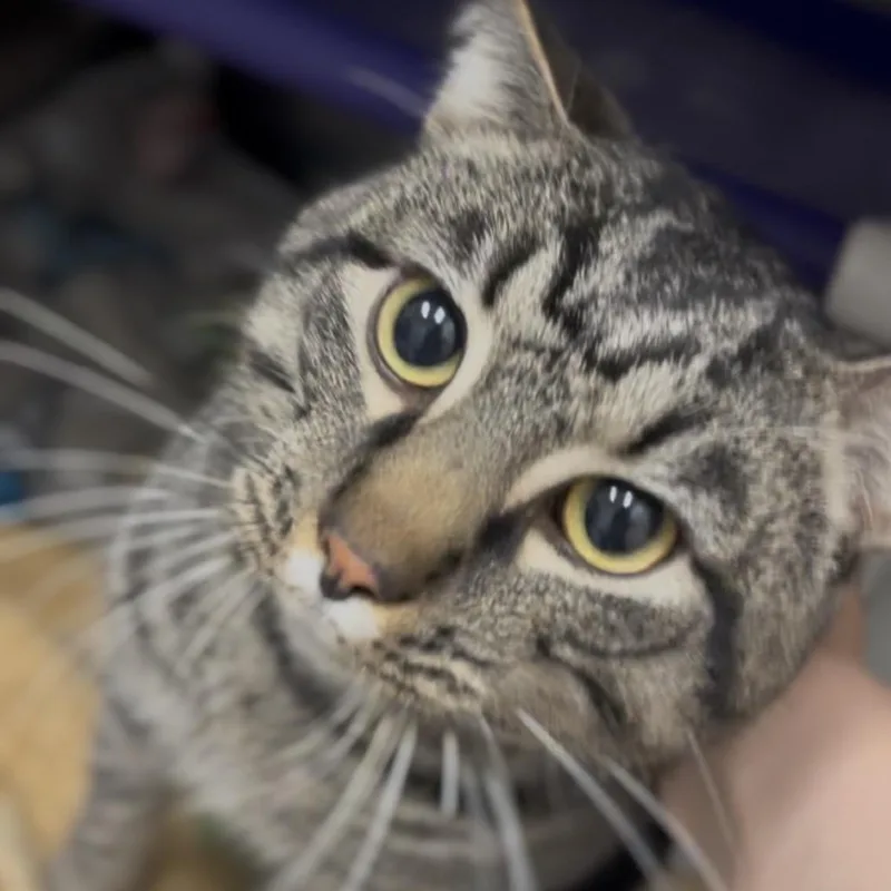 An adult large-sized male Brown / Chocolate Domestic Short Hair cat named Tucker for adoption in Marysville, OH