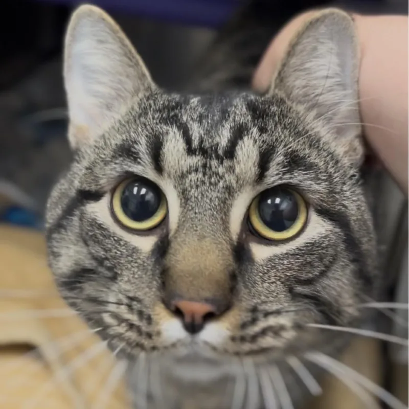 Tucker thumbnail 2