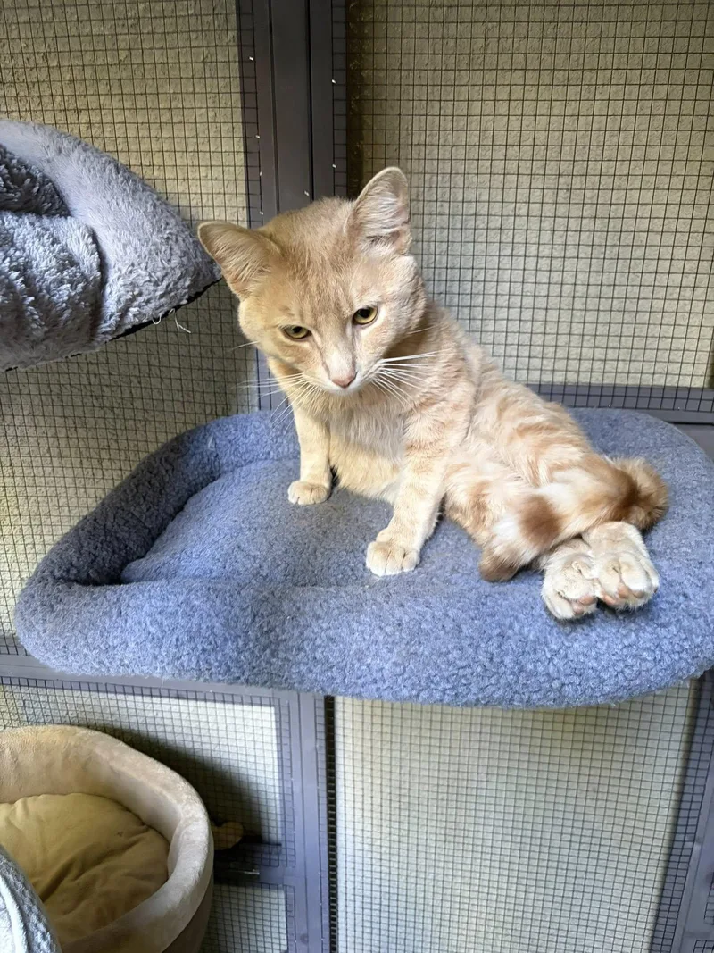 A young medium-sized male Buff / Tan / Fawn American Shorthair cat named Nash for adoption in Beverly Hills, CA