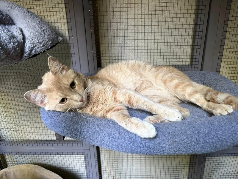 Nash thumbnail 2