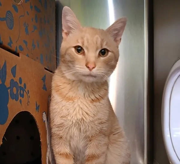 An adult medium-sized male Domestic Short Hair cat named Luca for adoption in Sioux City, IA
