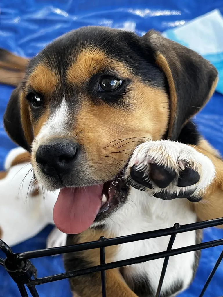 A baby medium-sized female Mixed Breed dog named Adelaide for adoption in Florence, SC