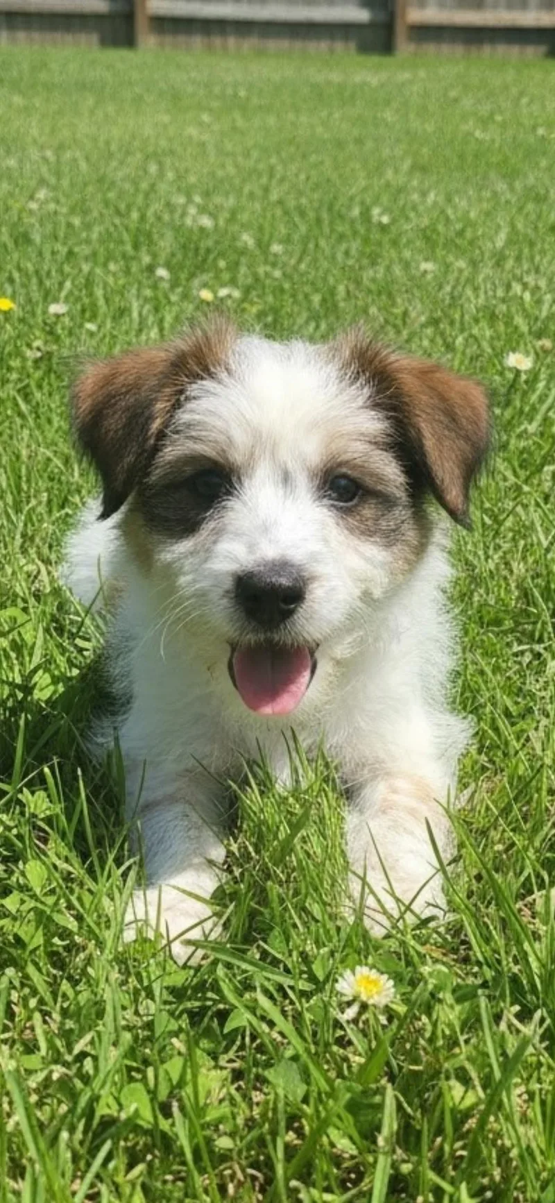A baby medium-sized male Tricolor (Brown, Black, & White) Australian Cattle Dog / Blue Heeler dog named Moxi for adoption in Hawthorne, CA