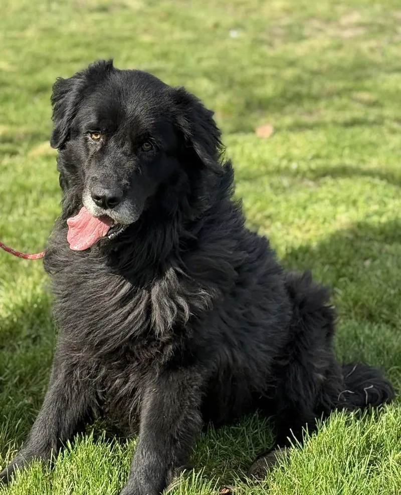 An adult large-sized male Newfoundland Dog dog named El Bandido for adoption in Blue Springs, MO
