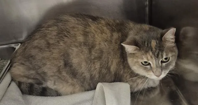 A young medium-sized female Domestic Short Hair cat named Fruit Cup for adoption in Decatur, IL