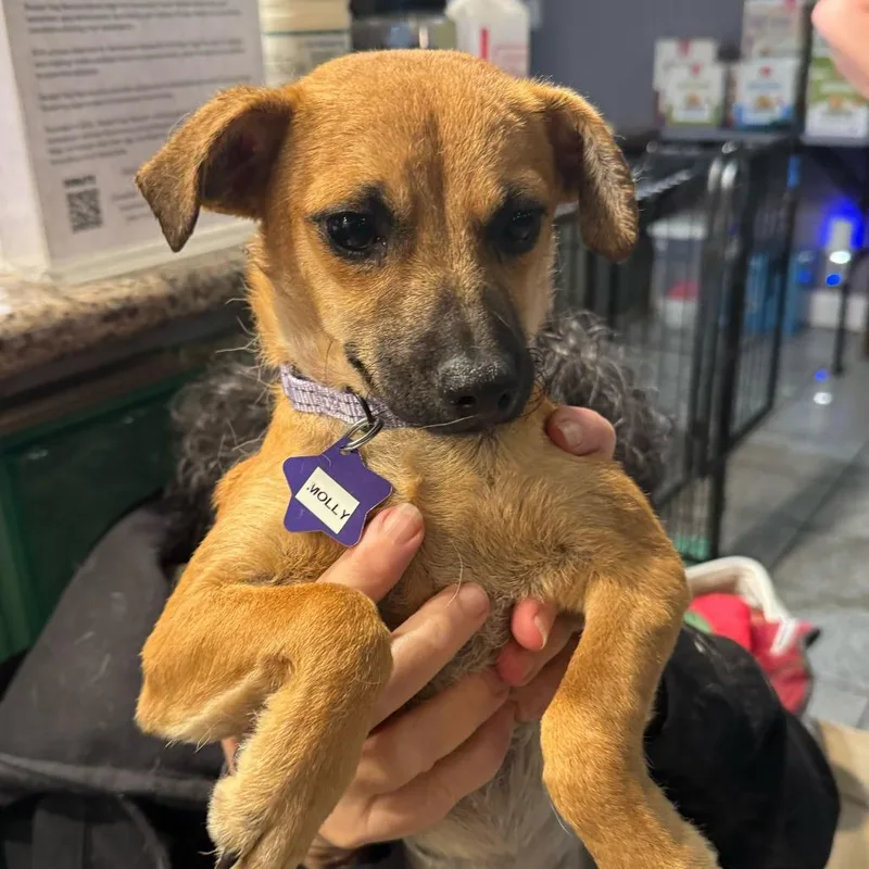 A young small-sized female Yellow / Tan / Blond / Fawn Mixed Breed dog named Molly for adoption in San Francisco, CA