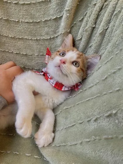 Flounder thumbnail 2