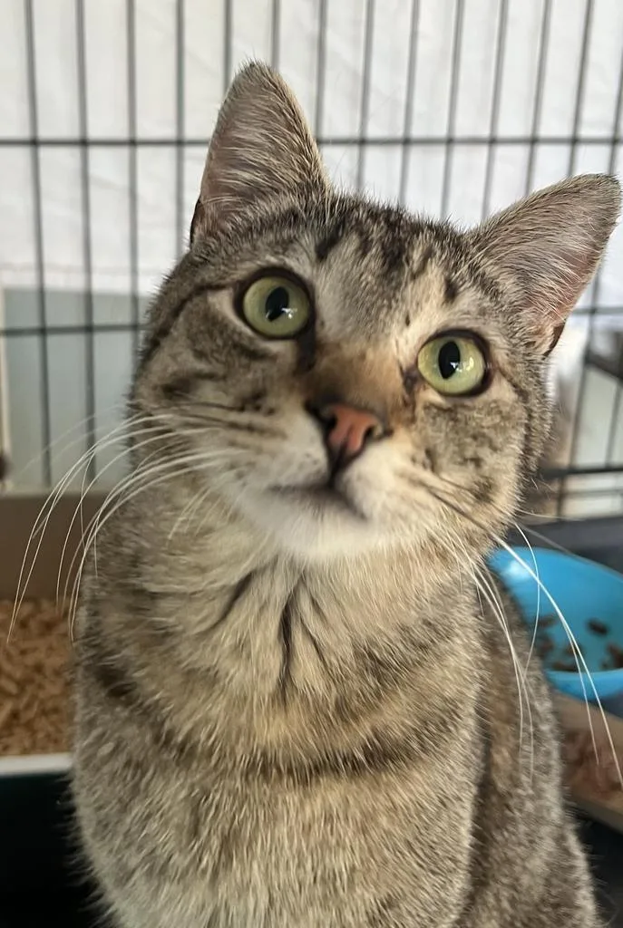 A young medium-sized male Domestic Short Hair cat named Bruce Wayne for adoption in Ontario, OR