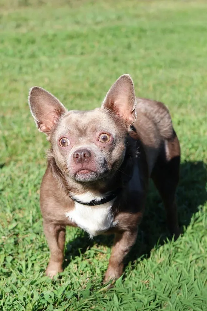 An adult small-sized male Mixed Breed dog named Carlito for adoption in Columbia, TN