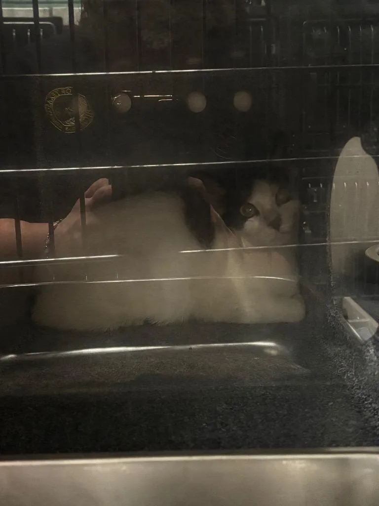 A baby medium-sized female American Shorthair cat named Rosie for adoption in Rockport, TX