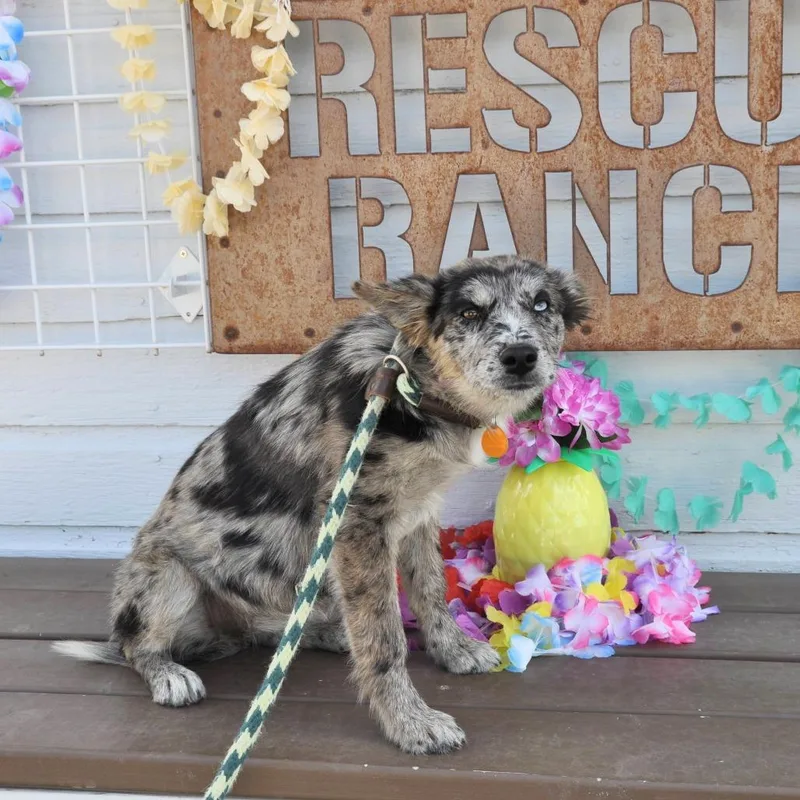 A baby small-sized female Gray / Blue / Silver Mixed Breed dog named Jelly for adoption in Prescott, AZ