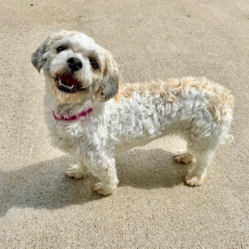 An adult small-sized female Golden Shih Tzu dog named Sugar  Missouri Ap for adoption in Peyton, CO