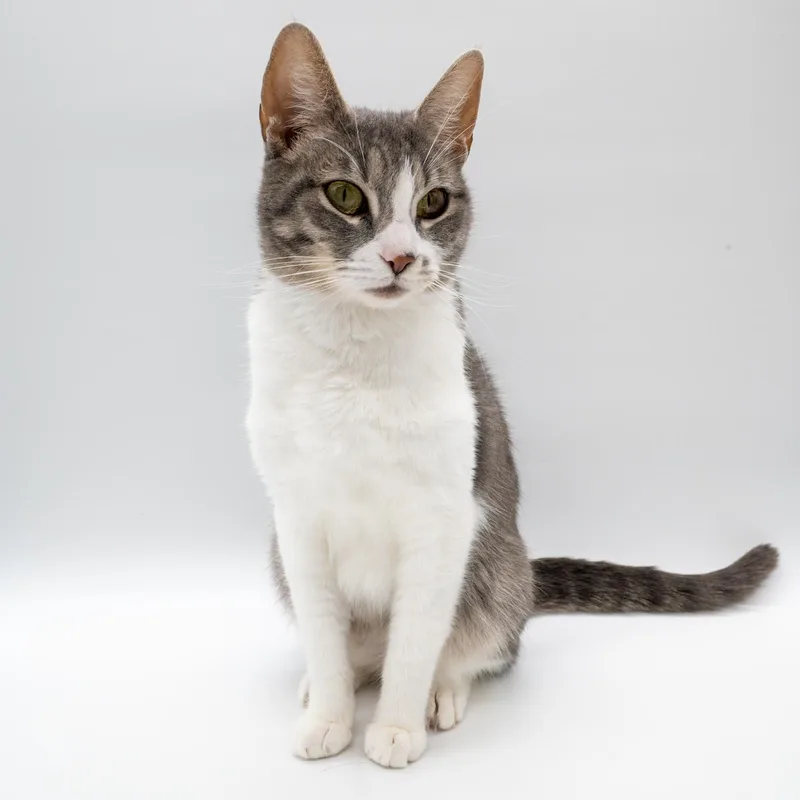 A young medium-sized female Gray & White Domestic Short Hair cat named Stella for adoption in Portland, OR