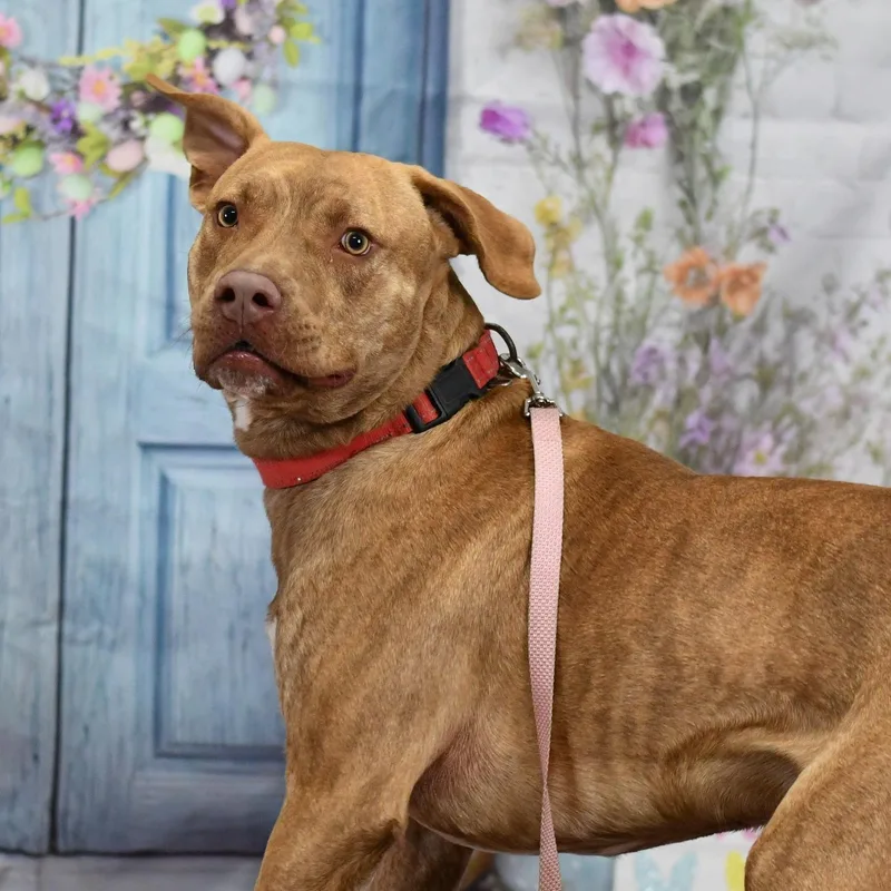 A young medium-sized male Merle (Red) Mixed Breed dog named Weldon for adoption in BONIFAY, FL