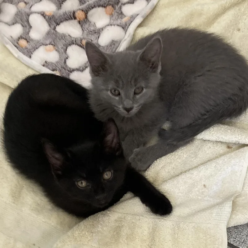 Endo And Secret thumbnail 2