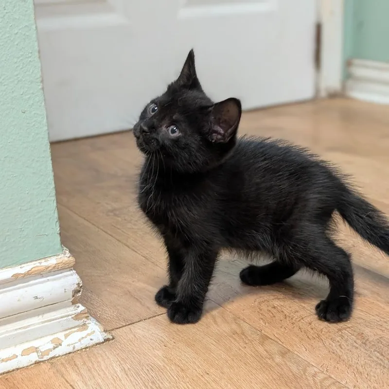 A baby small-sized male Black Domestic Short Hair cat named Bello for adoption in Leander, TX