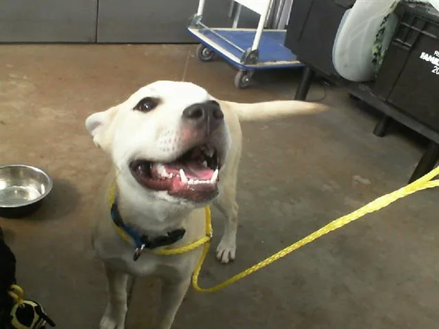 A young large-sized female Mixed Breed dog named Cleo for adoption in Dallas, TX