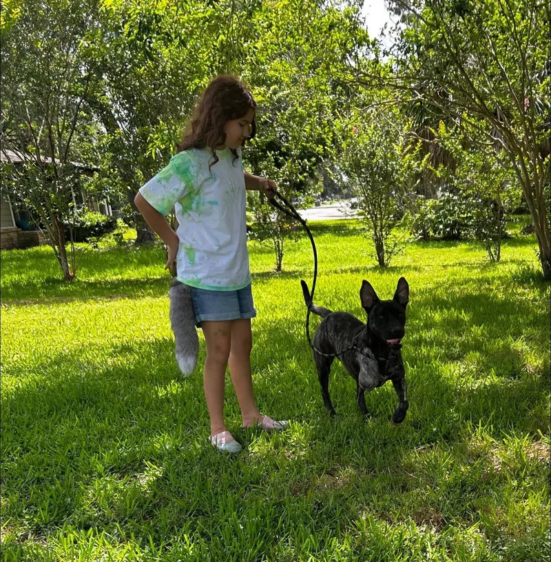 An adult medium-sized female Brindle American Staffordshire Terrier dog named Sassy for adoption in Inez, TX