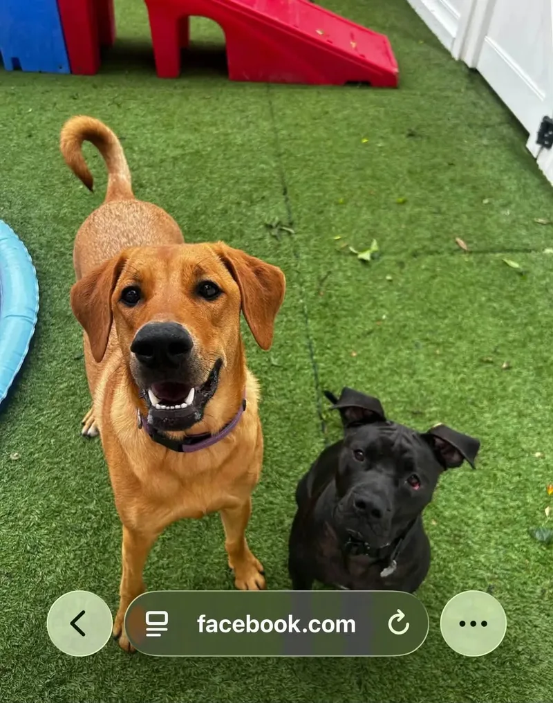 An adult medium-sized female Rhodesian Ridgeback dog named Penny for adoption in Mount Juliet, TN