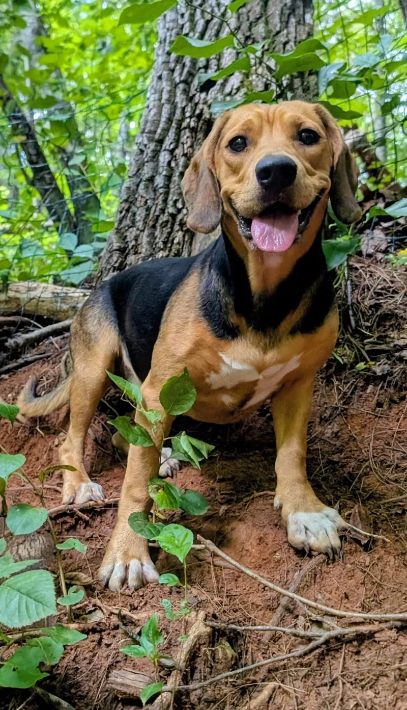 A young medium-sized female Beagle dog named Peaches for adoption in Sylva, NC