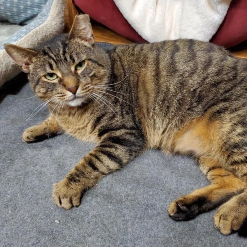 An adult medium-sized male Tabby (Brown / Chocolate) Domestic Short Hair cat named Dwight for adoption in Stoughton, WI