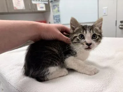 An adult large-sized male Brown / Chocolate Domestic Short Hair cat named Freddy Frog for adoption in Kansas City, MO