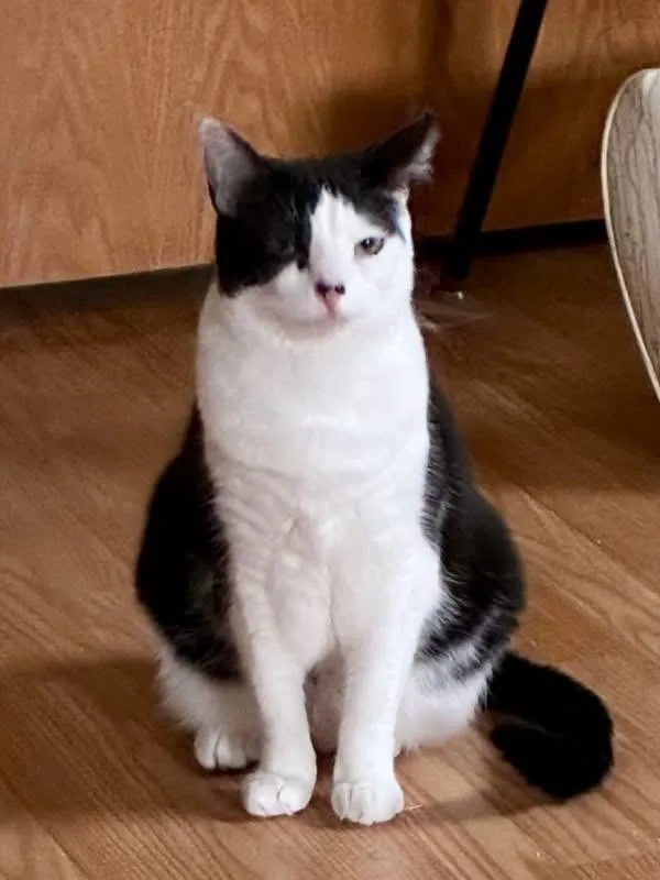 An adult medium-sized female White Tabby cat named Mariah & Carey for adoption in Orland Park, IL