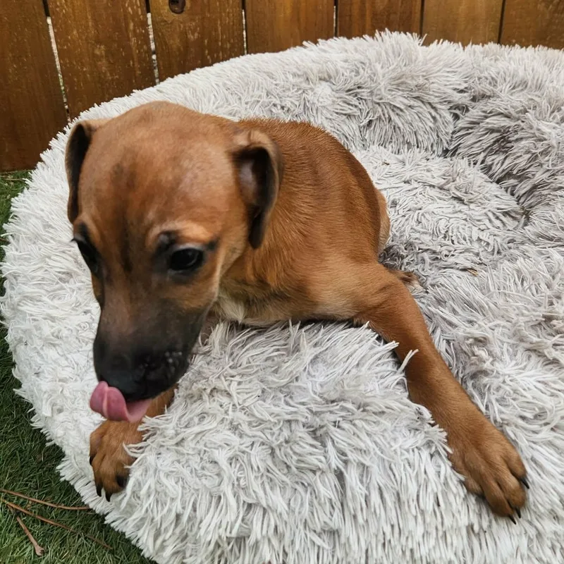 Snickers Ka thumbnail 3