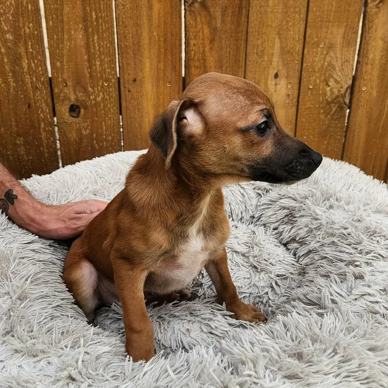 Snickers Ka thumbnail 4