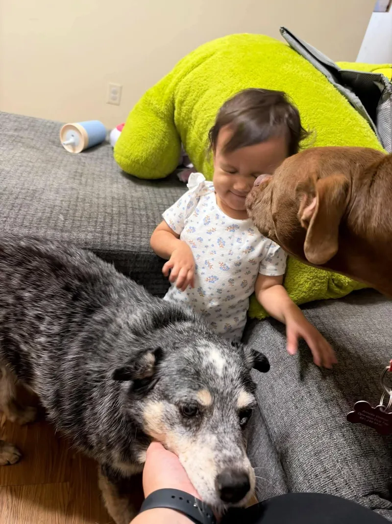 A senior large-sized female Australian Cattle Dog / Blue Heeler dog named Millie & Lulu for adoption in Bradenton, FL