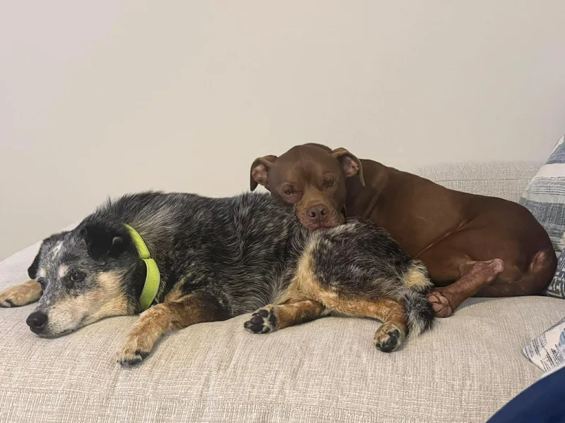 Millie & Lulu thumbnail 2