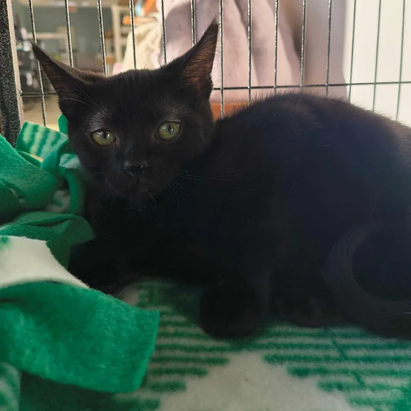 A baby small-sized male Domestic Short Hair cat named Duncan for adoption in Deerfield, IL