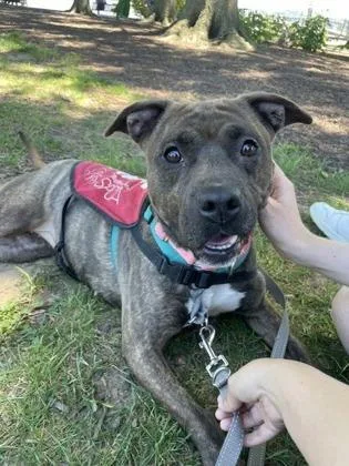 An adult medium-sized female Mixed Breed dog named Miley for adoption in West Chester, PA