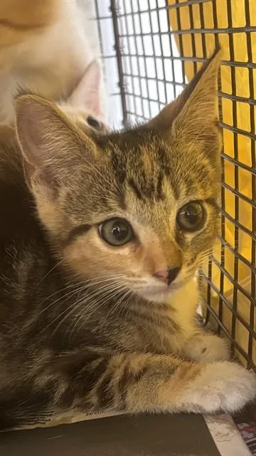 A baby small-sized female Domestic Short Hair cat named Bru for adoption in Fort Lauderdale, FL