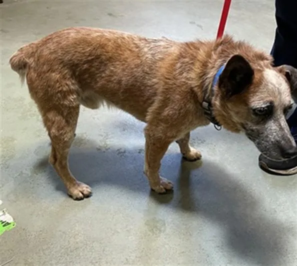 An adult medium-sized male Australian Cattle Dog / Blue Heeler dog named Boy for adoption in Riverside, CA