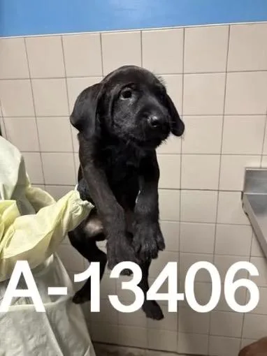 A baby medium-sized male Black Labrador Retriever dog named Willy for adoption in Estes Park, CO