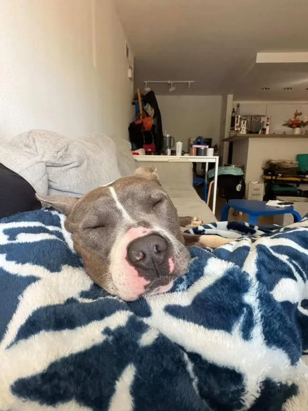 An adult large-sized male Pit Bull Terrier dog named Slate for adoption in San Diego, CA