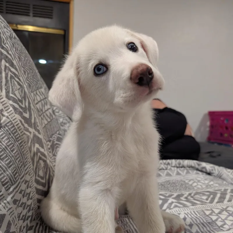 A baby small-sized male White / Cream Great Pyrenees dog named Summit for adoption in Newton, IA
