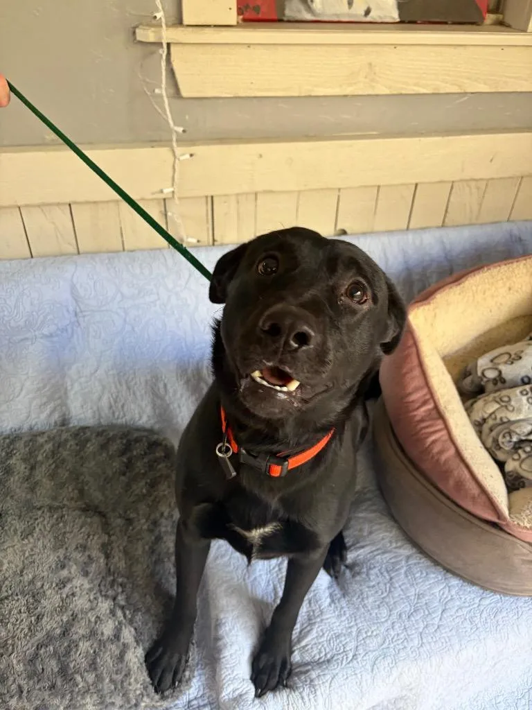 A baby large-sized male Labrador Retriever dog named Thou for adoption in Fort Worth, TX